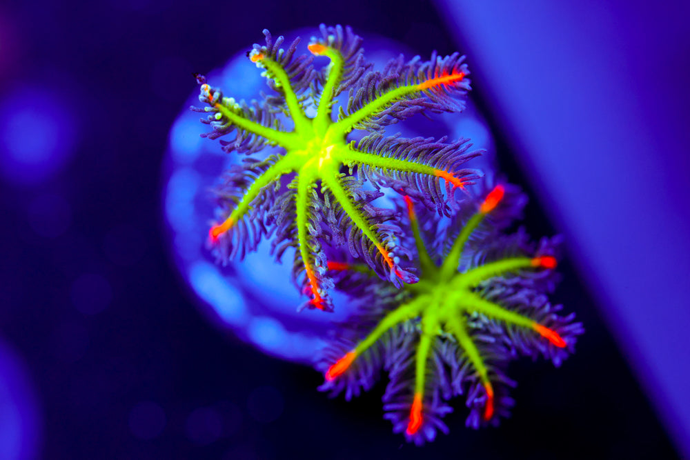 Big R Fireworks Clove Polyps