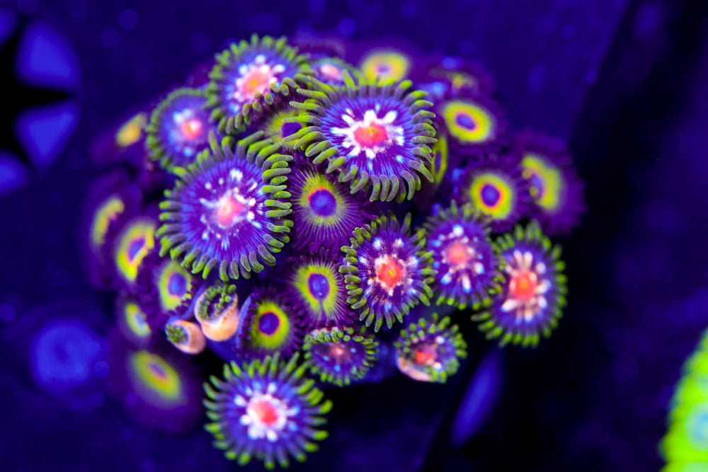 Star Gazer + Bob Marley Zoa