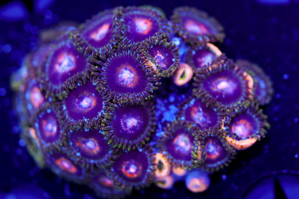 Ultra Nipple Zoa