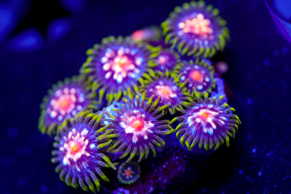 Star Gazer Zoa