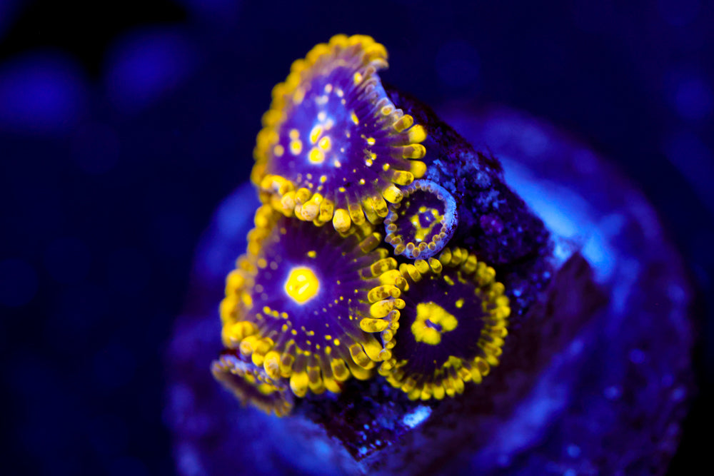 Exosphere Zoa $$$