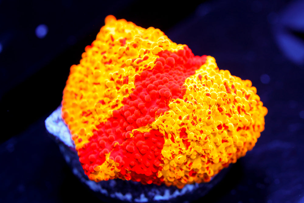 Jawbreaker Discosoma Mushroom (collector)