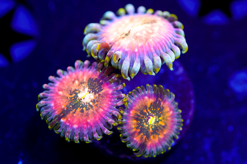 Cosmic Hawaiian PE Zoa
