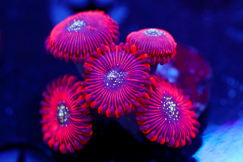 Magicians Zoa