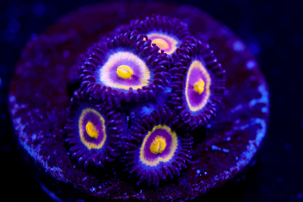 UC Shapeshifter Zoas $$$