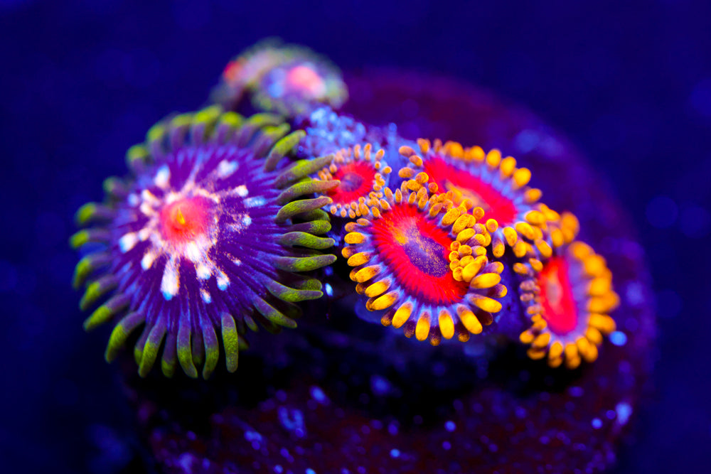 Stargazer + Eagle Eye Zoas