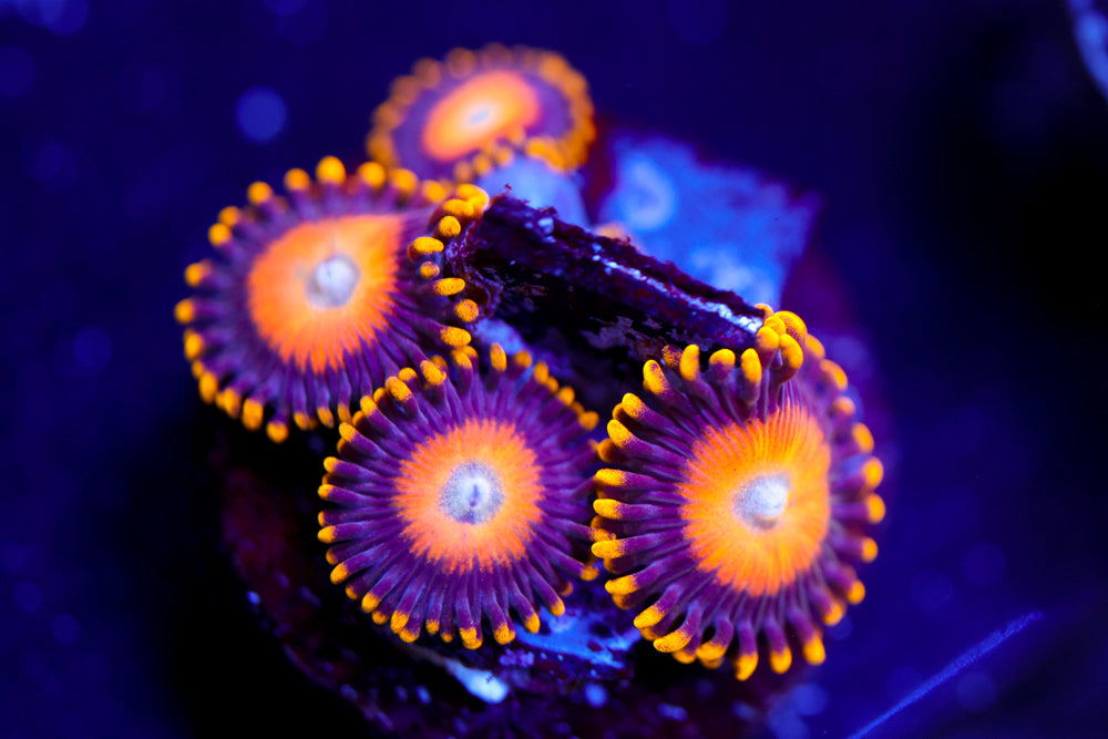 Scrambled Eggs Zoa