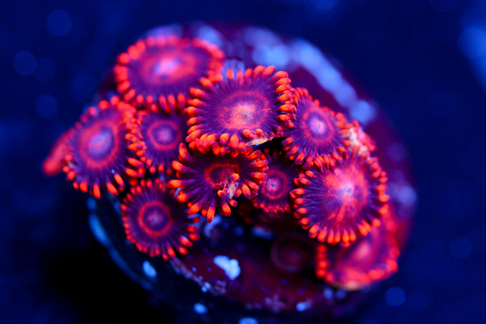 Red Hornet Zoas