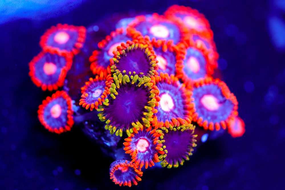 Snitches + Joker Hornet Zoa