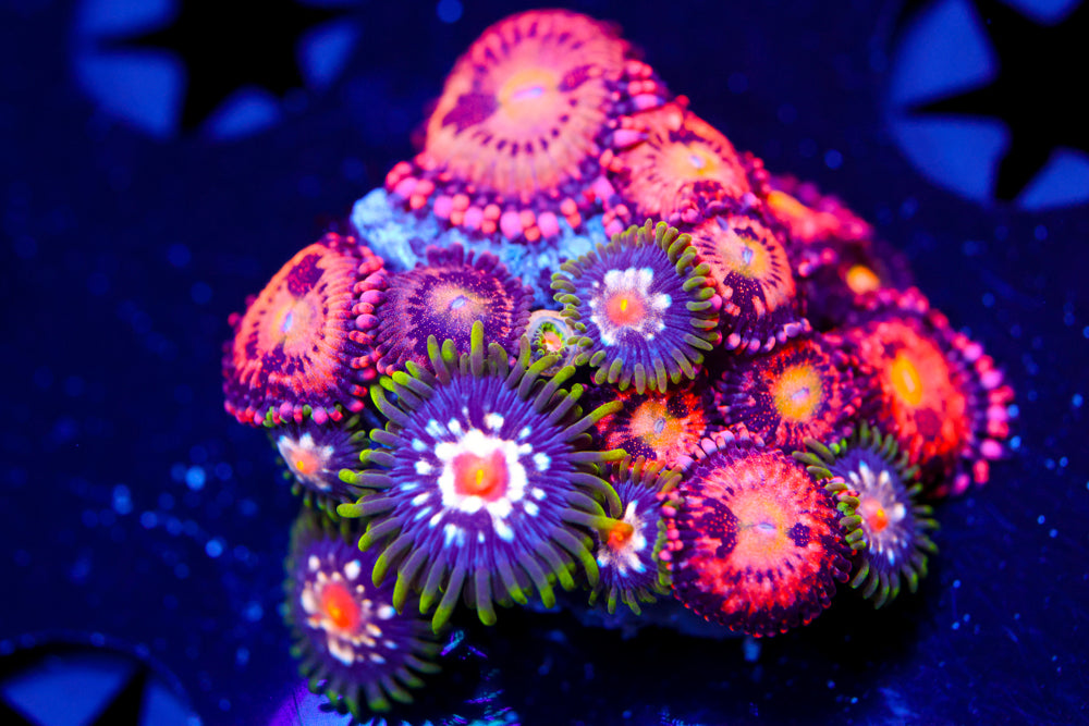 Cry Baby + Star Gazer Zoa