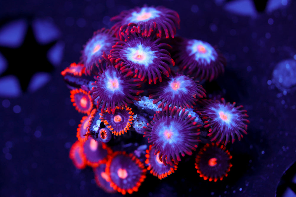 Snitches + Mystique Zoa 1