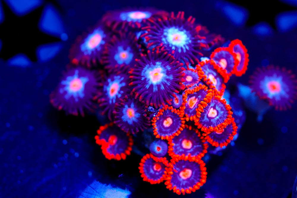 Snitches + Mystique Zoa 2