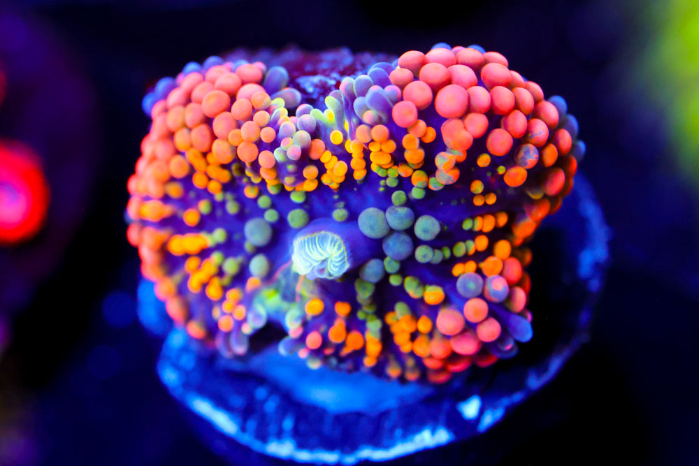 Rainbow Rim Ricordea (collector)