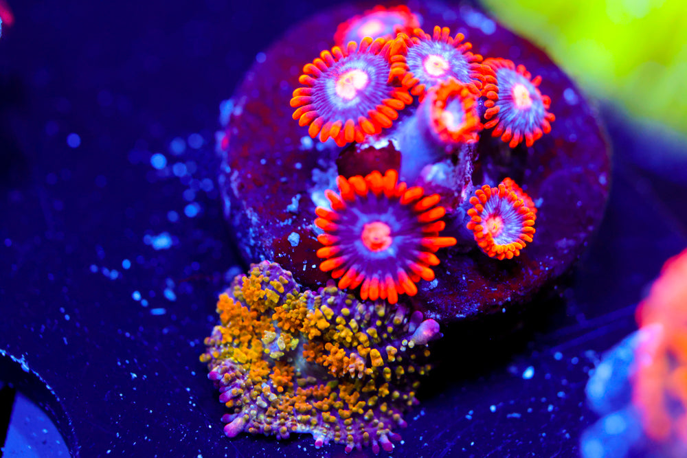 Gonzo's Golden Dragon + Snitches Zoa