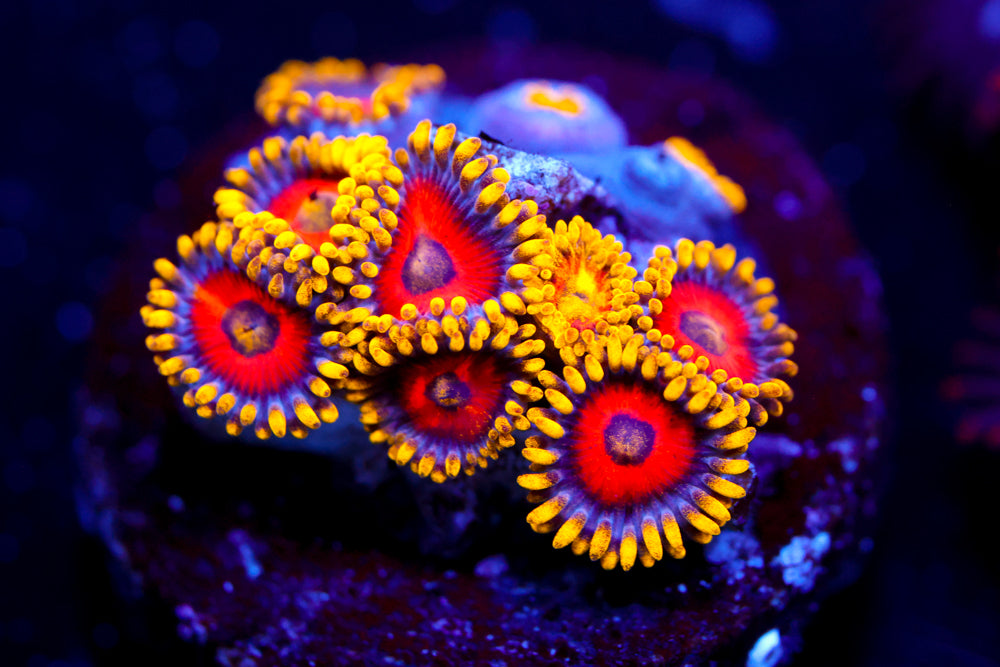 Eagle Eyes Zoa