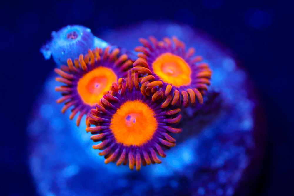 King Midas Zoa