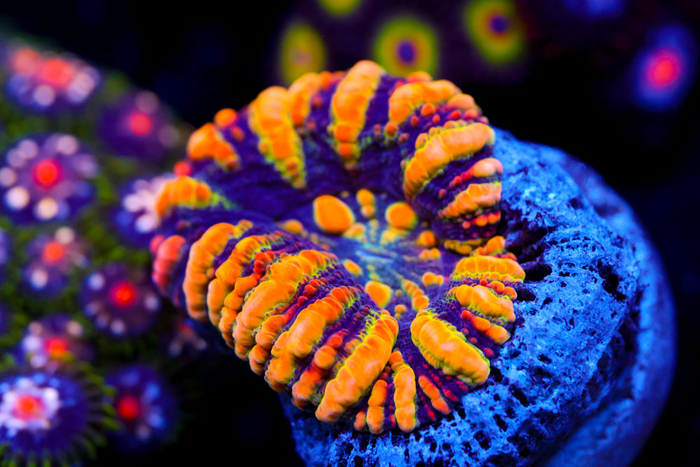 Punkin Patch Button Scoly