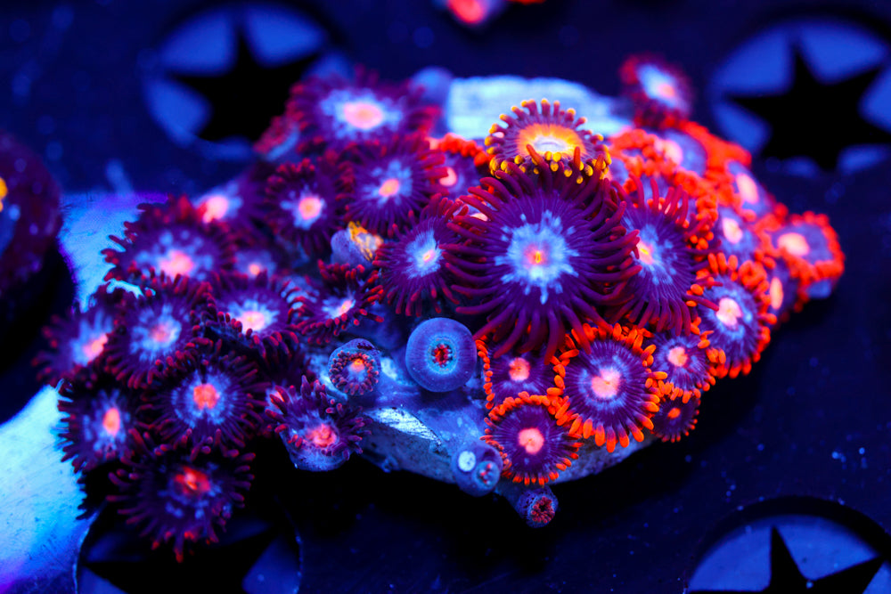 Mystique + Snitches Zoa