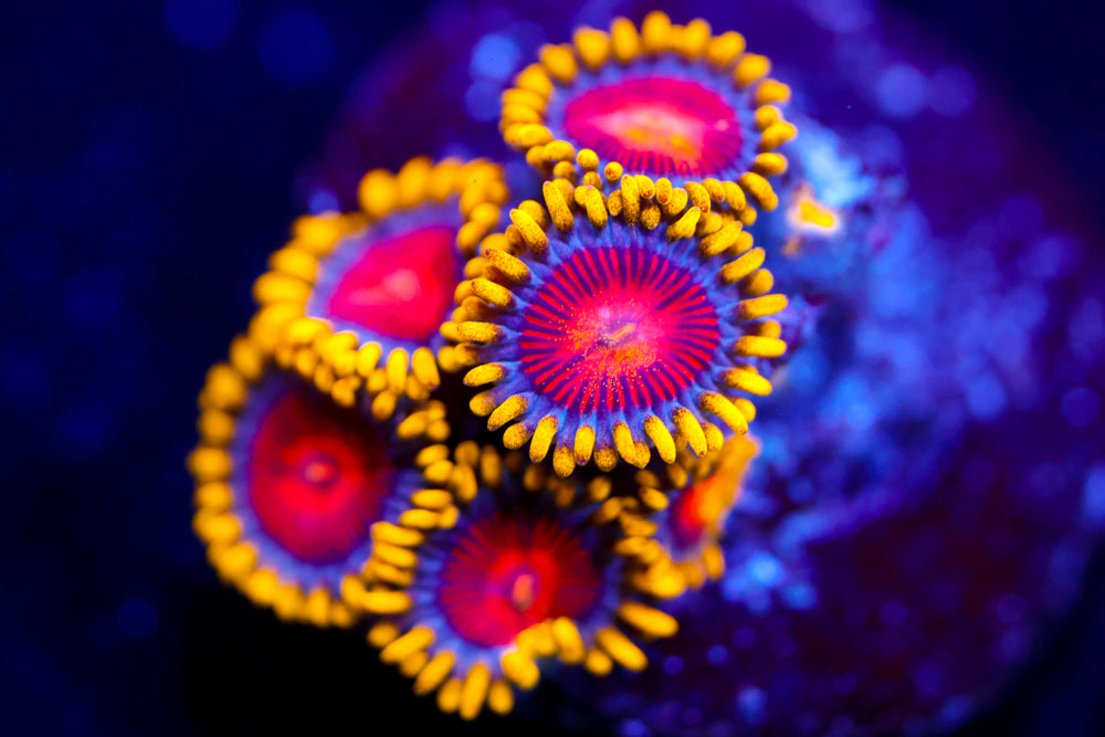 CC Super Saiyan Zoa $$$