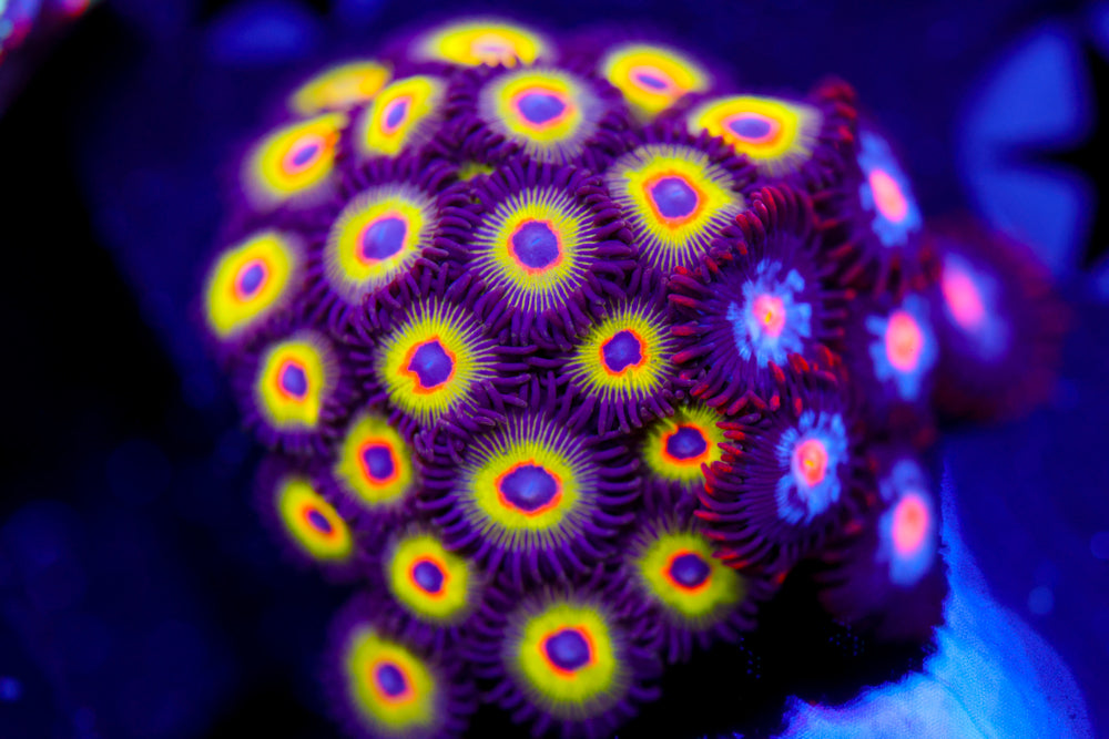 Bob Marley + Mystique Zoa Colony