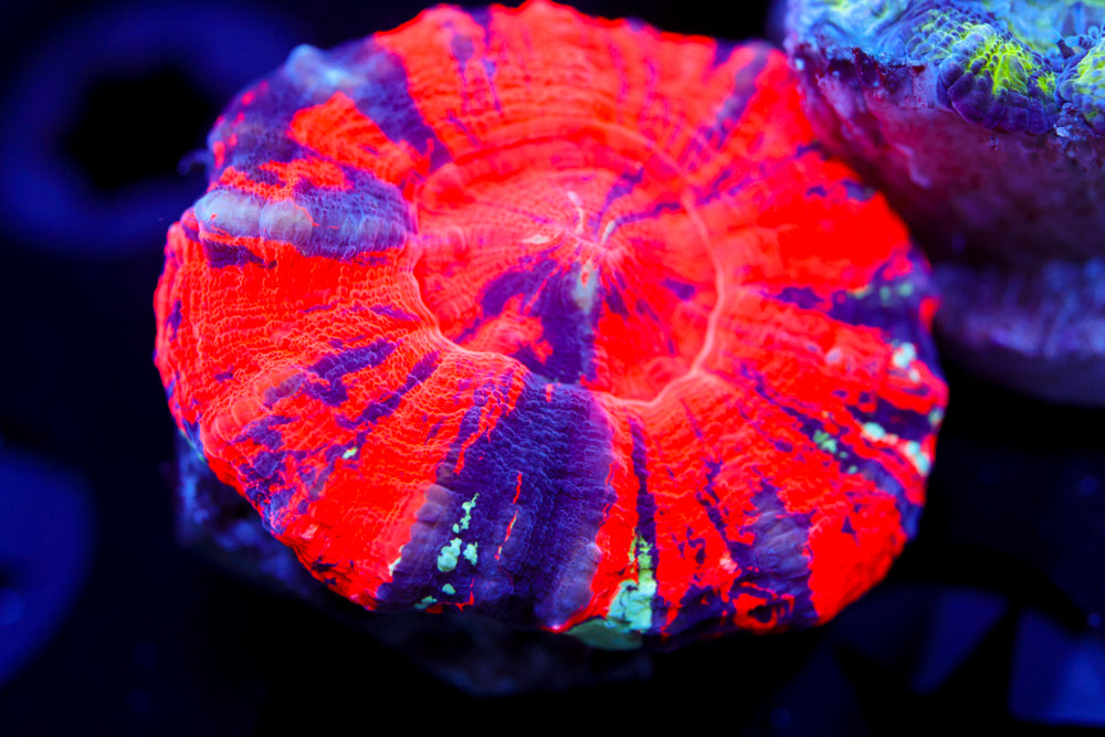 Reverse War Paint Scoly 1.5" Mini