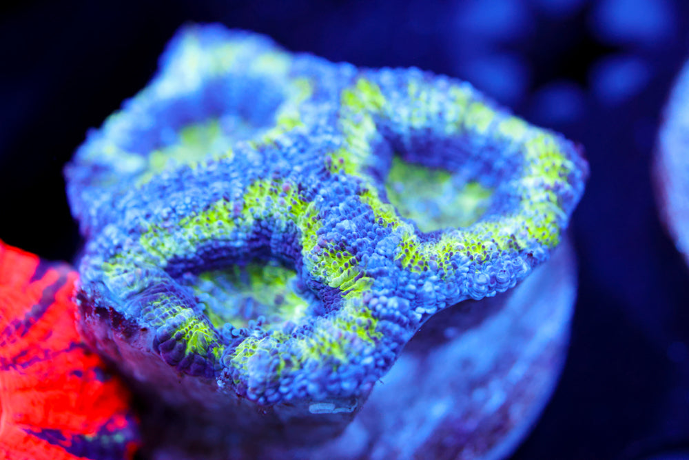 Alien Eye Acan