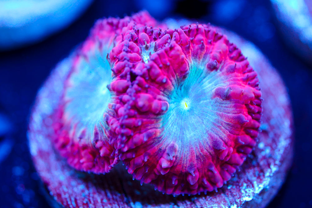 CV Black Widow Blasto 3+ Heads