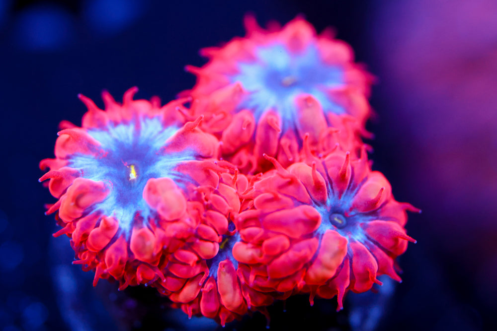 Superman Blasto Merletti