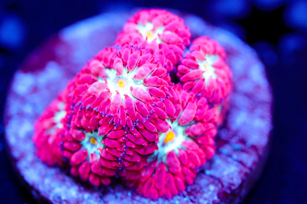 Blue Raven Blasto Merletti