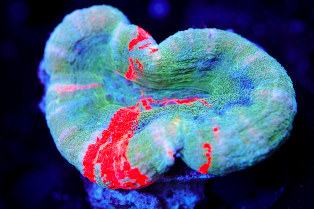 Bleediong Forest Scoly