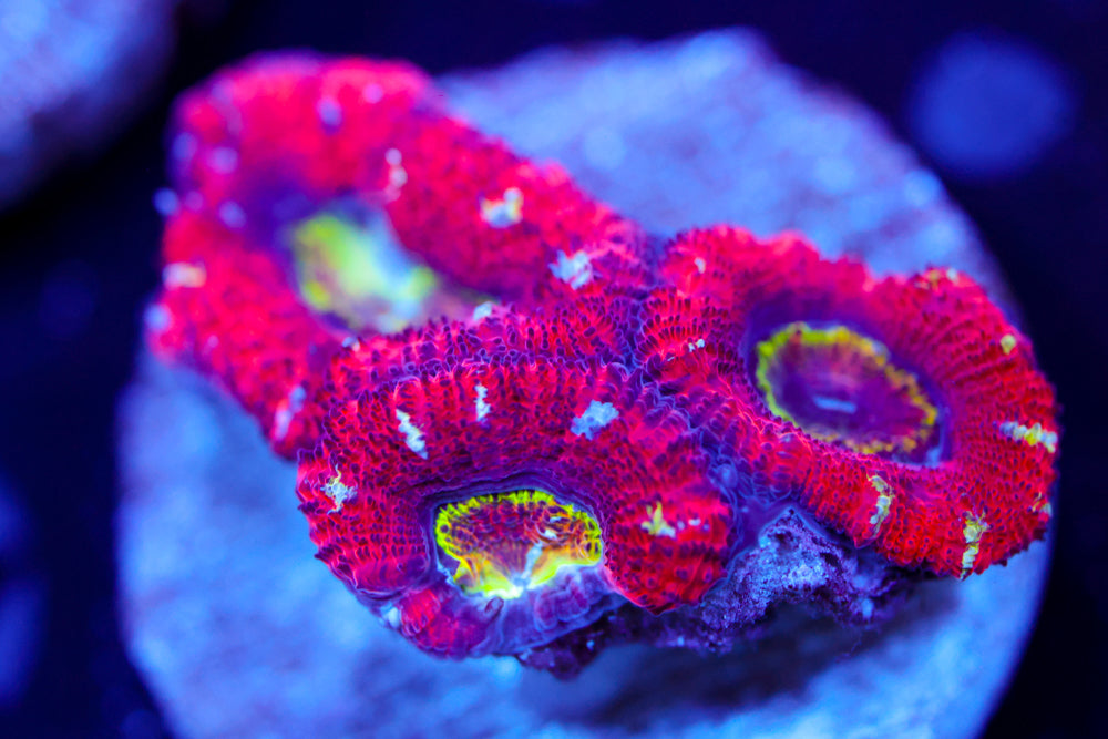 Evil Eye Rainbow Acan