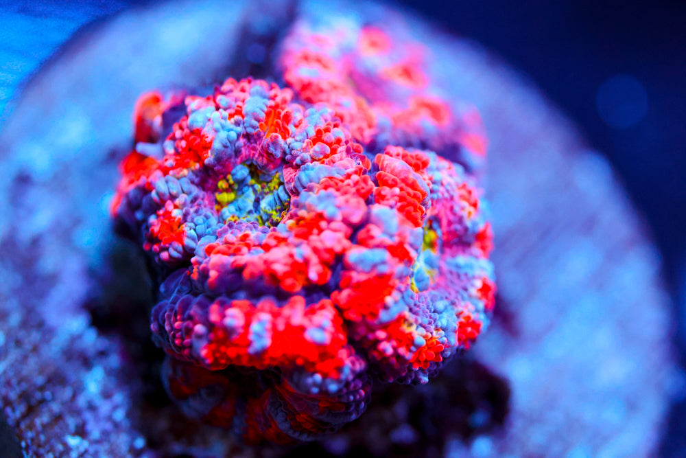 Rainbow Poop Acan $$$