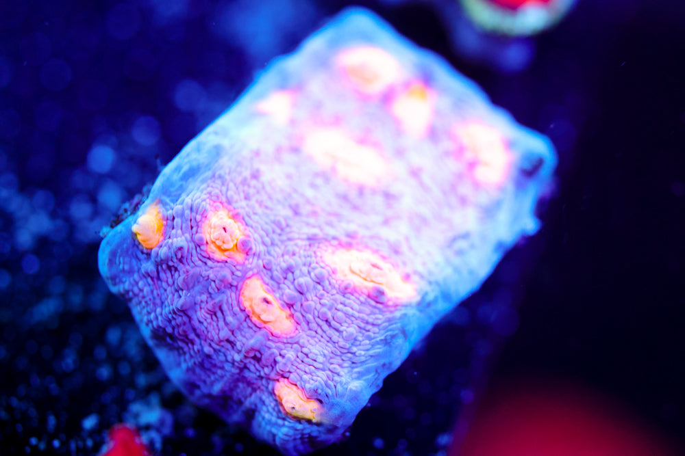 Easter Egg Chalice 2