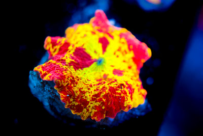 Jawbreaker Eclectus Mushroom