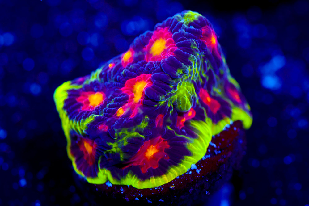 JF Alien Anti Venom Favia