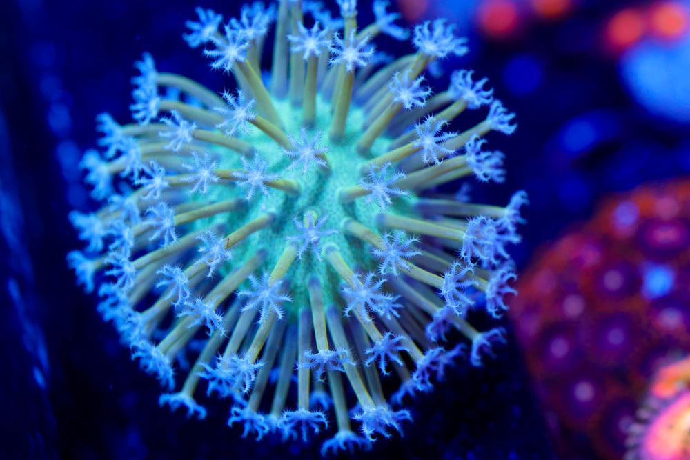 Blue Toadstool Leather