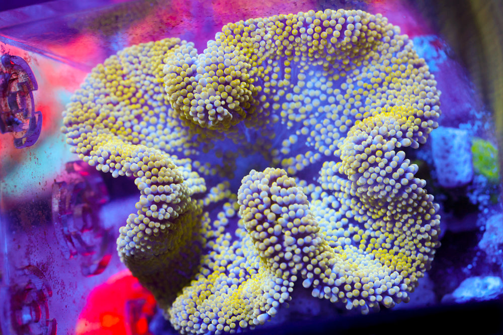 Yellow Carpet Anemone
