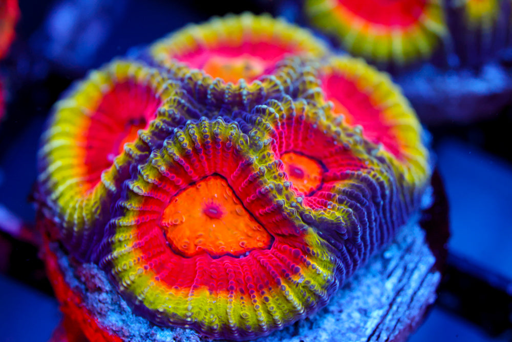 CC Meltdown Favia $$$