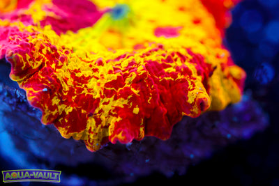 Jawbreaker Eclectus Mushroom