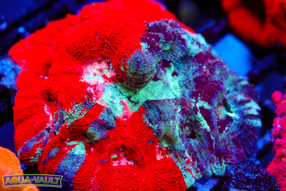 CV War Paint Bowerbanki $$$$