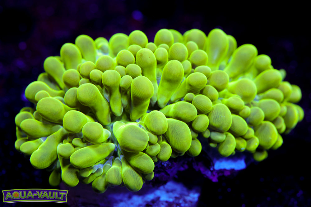 Maze Bubble Coral