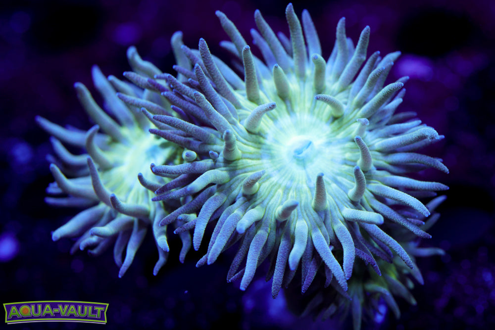 Branching Duncan Coral