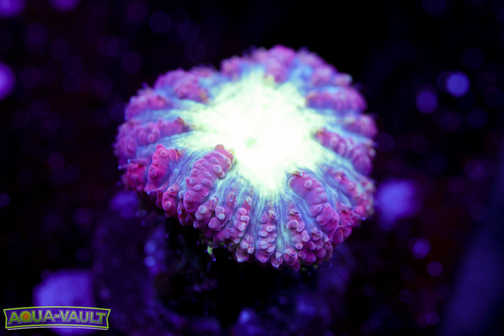 Pink and Green Blasto Wellsi