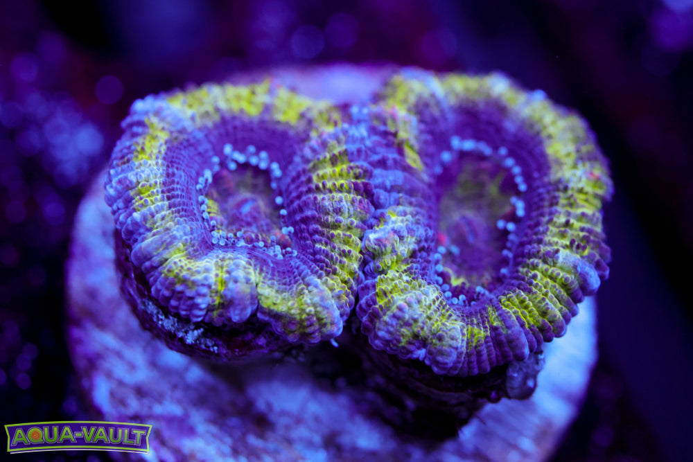 Alien Eye Acan
