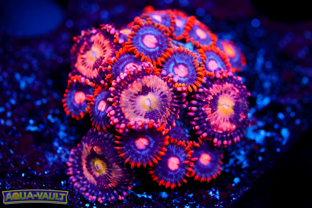 Snitches + JF Crybaby Zoa