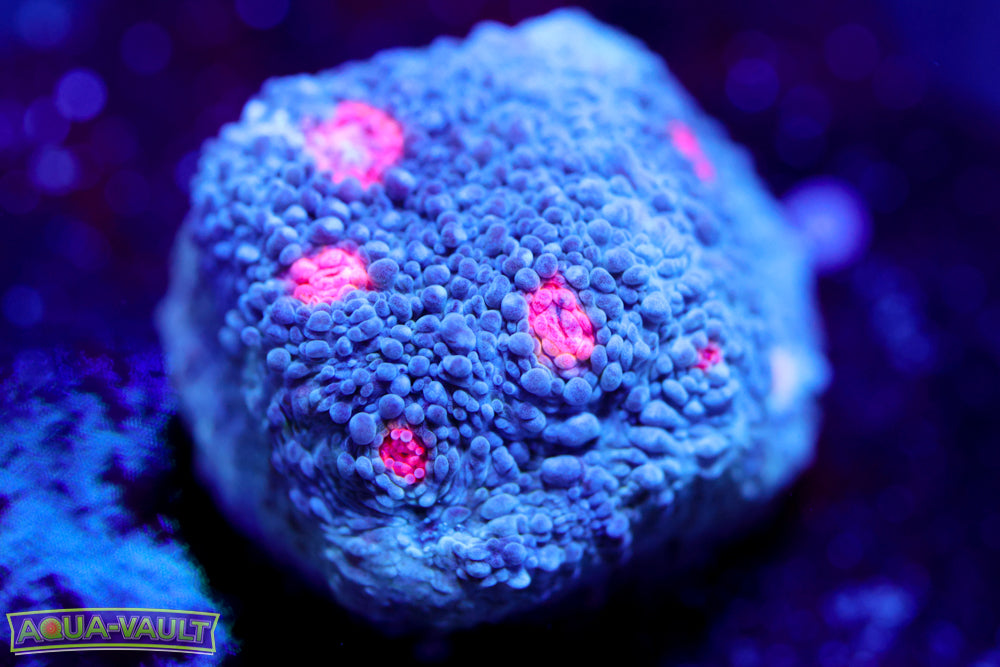 Miami Hurricane Chalice