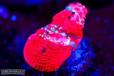 CV War Paint Bowerbanki $$$$