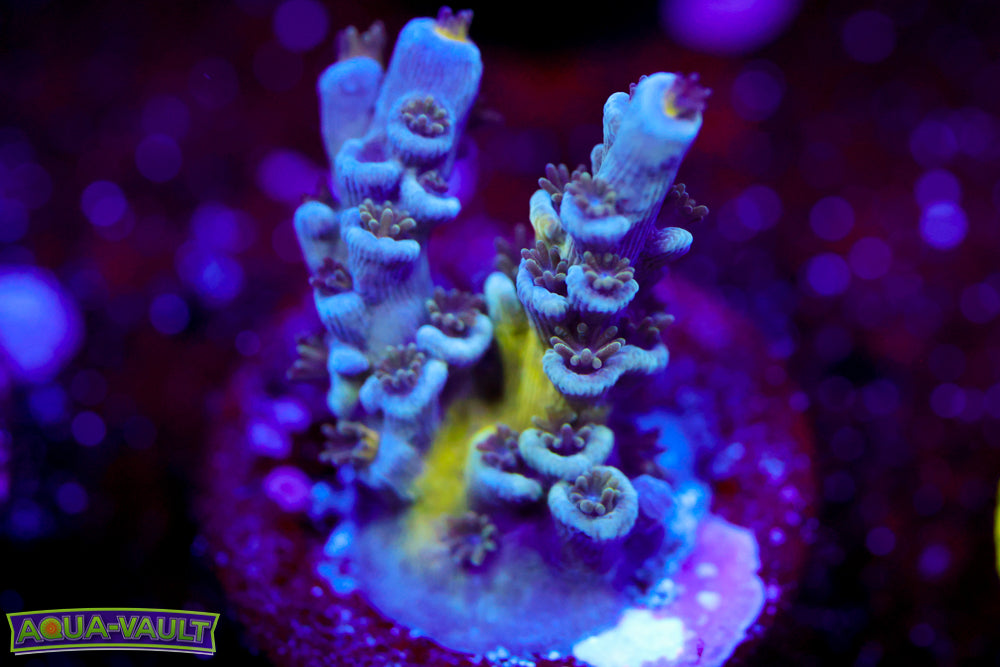 CC Pink Highlighter Acro