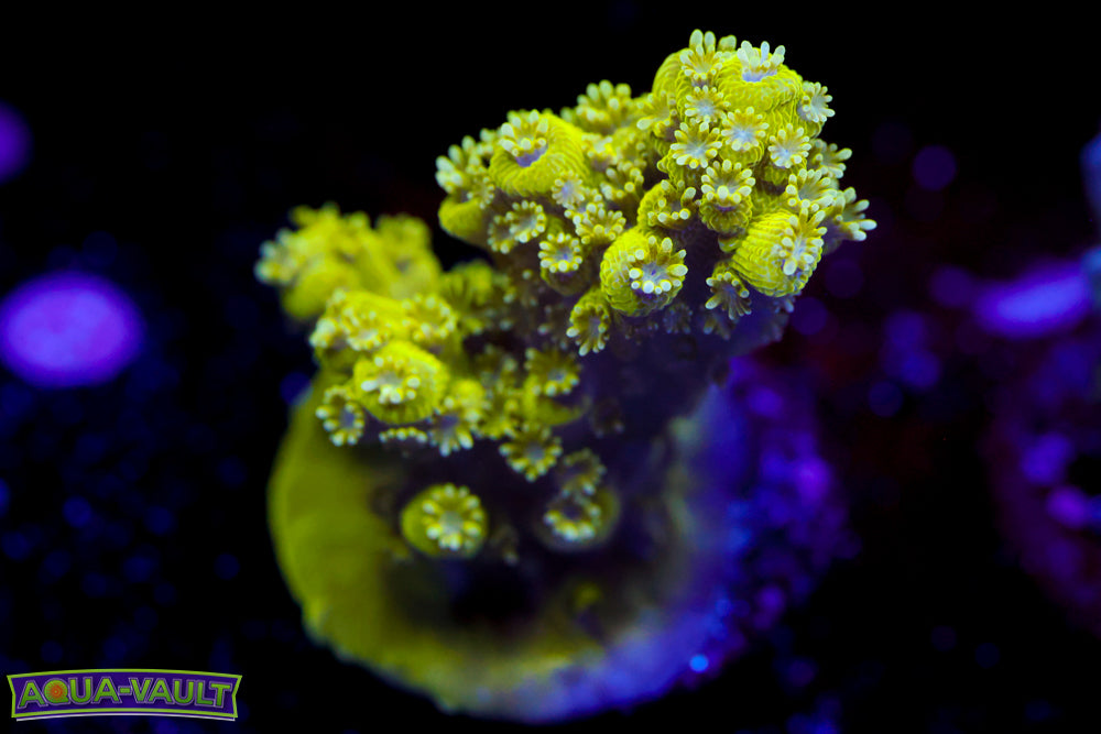 AV99 Orange Crush Acro