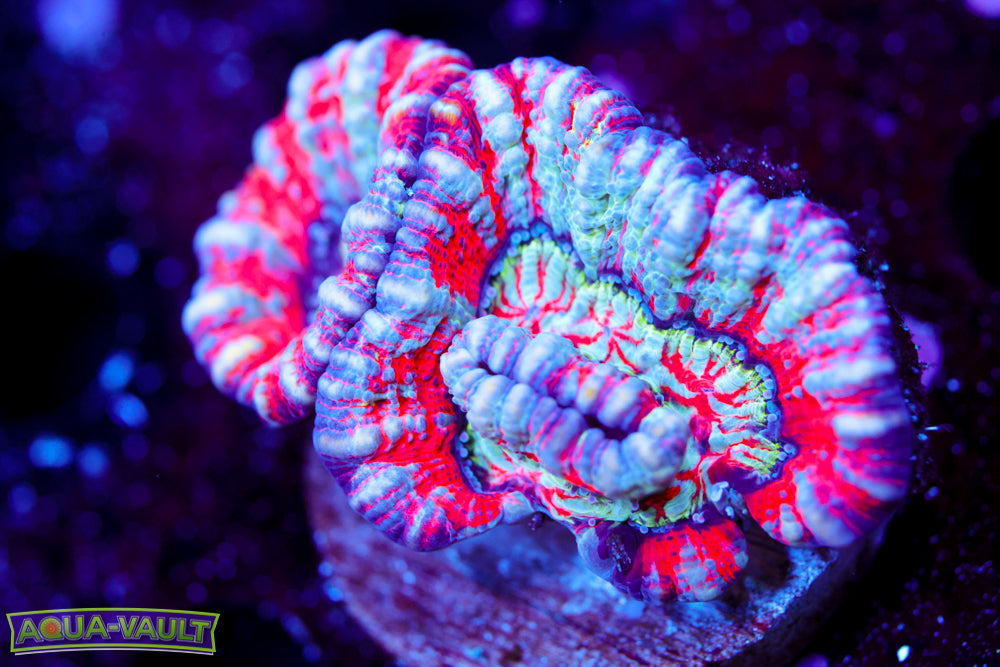 Hawaiian Wilsoni (Aquacultured)